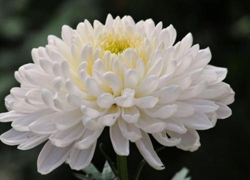 Самые красивые и устойчивые сорта хризантем для 2024 года 13