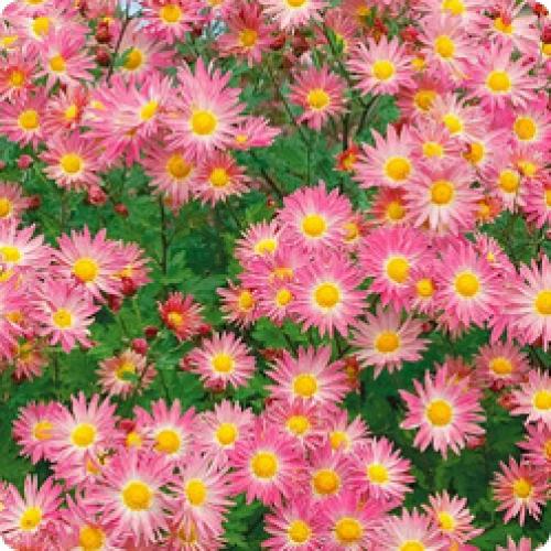 H2. `Dendranthema x grandiflorum`_