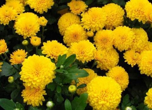 H2. `Dendranthema x grandiflorum`_