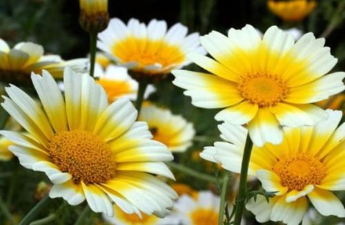 Самые красивые и устойчивые сорта хризантем для 2024 года 09