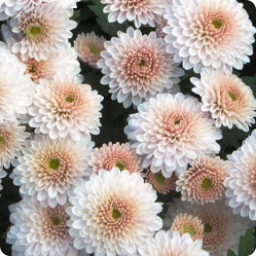 Какие сорта хризантем будут наиболее популярными в 2024 году. МНОГОЛЕТНИЕ КУСТОВЫЕ ХРИЗАНТЕМЫ