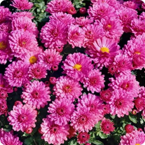 H2. `Dendranthema x grandiflorum`_