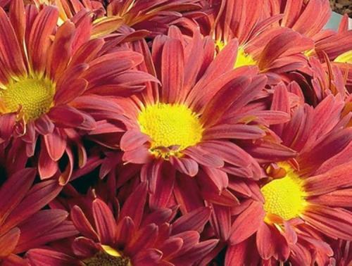 Самые красивые и устойчивые сорта хризантем для 2024 года 11