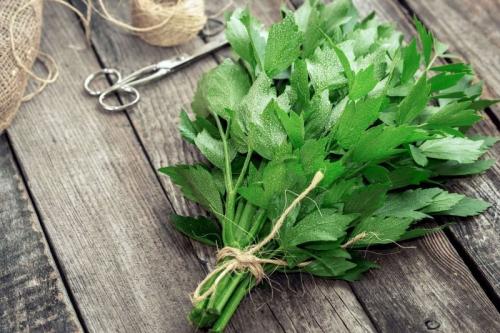 Многолетние пряные травы в саду. 13 многолетних пряностей для открытого грунта