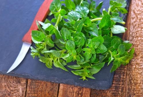 Многолетние пряные травы в саду. 13 многолетних пряностей для открытого грунта