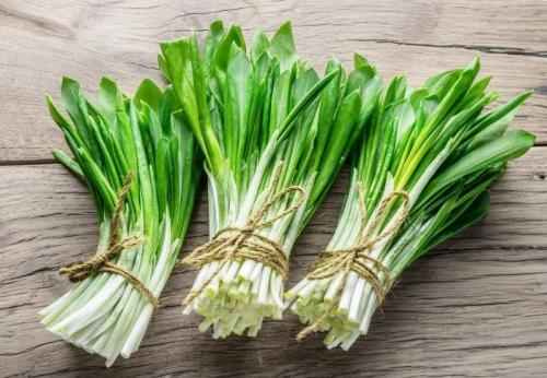 Многолетние пряные травы в саду. 13 многолетних пряностей для открытого грунта