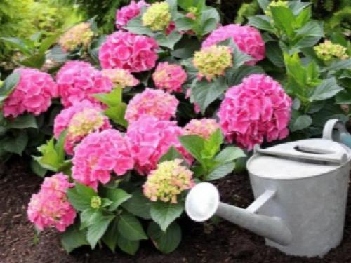 Гортензия в открытом грунте. Как садить саженцы гортензии в открытый грунт 04 Гортензия в открытом грунте. Как садить саженцы гортензии в открытый грунт 04