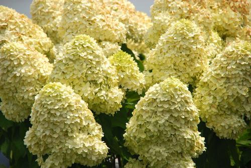 Гортензия в открытом грунте. Как садить саженцы гортензии в открытый грунт 10 Гортензия в открытом грунте. Как садить саженцы гортензии в открытый грунт 10