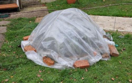 Гортензия в открытом грунте. Как садить саженцы гортензии в открытый грунт 08 Гортензия в открытом грунте. Как садить саженцы гортензии в открытый грунт 08