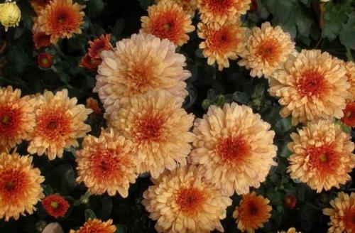 Какие сорта хризантем наиболее пригодны для выращивания в холодных климатических условиях