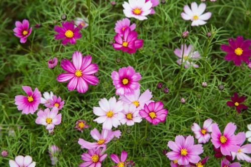 Цветы для тенистых участков. Однолетники для тенистых мест