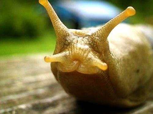 Откуда берутся слизни. Слизни в доме глазами этимолога: кто это, как выглядят