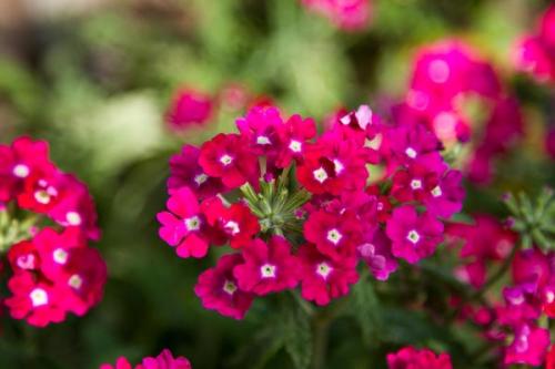 Цветы для тенистых участков. Однолетники для тенистых мест