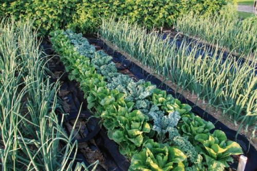 Чем опасны слизни для растений. Опасны ли слизни для здоровья человека