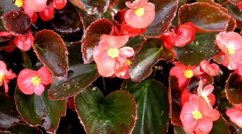 Цветы для тенистых участков. Однолетники для тенистых мест