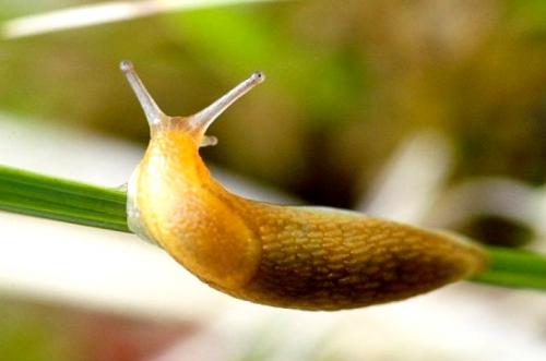 Откуда берутся слизни. Слизни в доме глазами этимолога: кто это, как выглядят