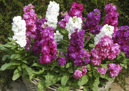 Цветы для тенистых участков. Однолетники для тенистых мест