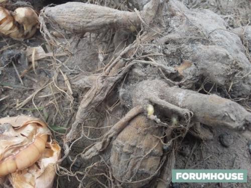 Когда выкапывать георгины и гладиолусы. Как хранить георгины