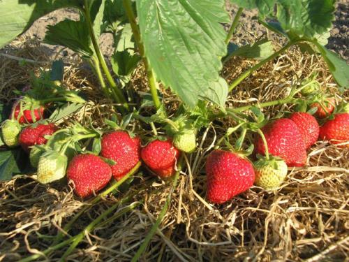 Клубника хоней. Сорт клубники Хоней: описание, фото, отзывы дачников
