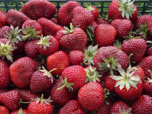 Клубника хоней. Сорт клубники Хоней: описание, фото, отзывы дачников