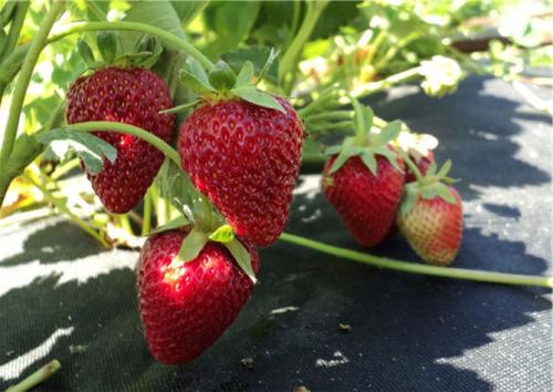 Клубника альбион. Описание и характеристики сорта