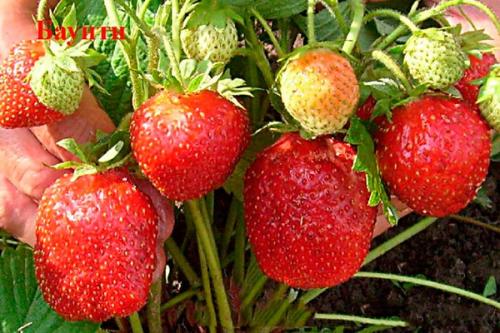 Сорта клубники. Лучшие сорта клубники с фотографиями и описание