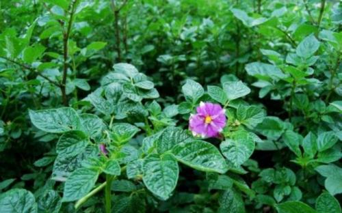 Картофель Беллароза характеристика. Описание сорта картофеля Беллароза 10