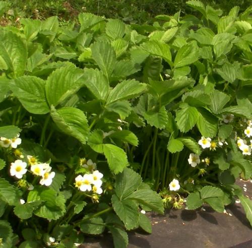 Клубника хоней. Сорт клубники Хоней: описание, фото, отзывы дачников