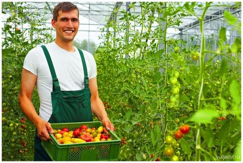 Картофель пикассо. Сорт картофеля Пикассо: особенности, посадка и уход, характеристики, свойства, методы