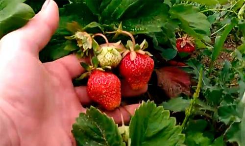 Сорта клубники. Лучшие сорта клубники с фотографиями и описание