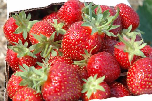 Клубника хоней. Сорт клубники Хоней: описание, фото, отзывы дачников