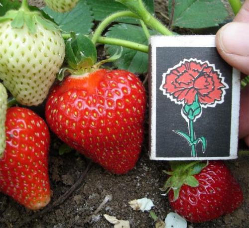 Клубника хоней. Сорт клубники Хоней: описание, фото, отзывы дачников