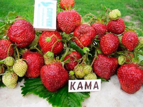 Сорта клубники. Лучшие сорта клубники с фотографиями и описание