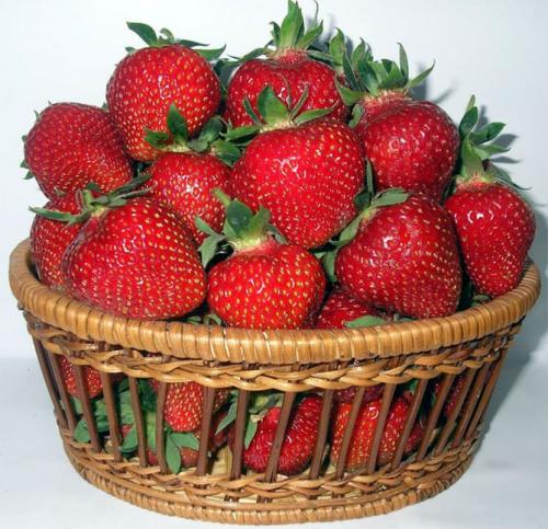 Клубника хоней. Сорт клубники Хоней: описание, фото, отзывы дачников