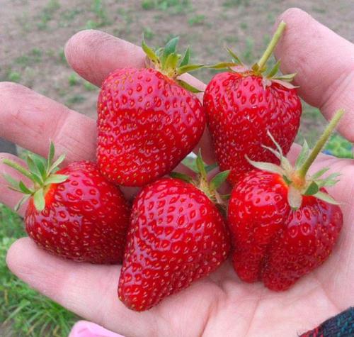 Клубника хоней. Сорт клубники Хоней: описание, фото, отзывы дачников