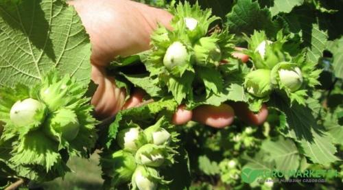 Таблица: Удобрения для ореха и фундука