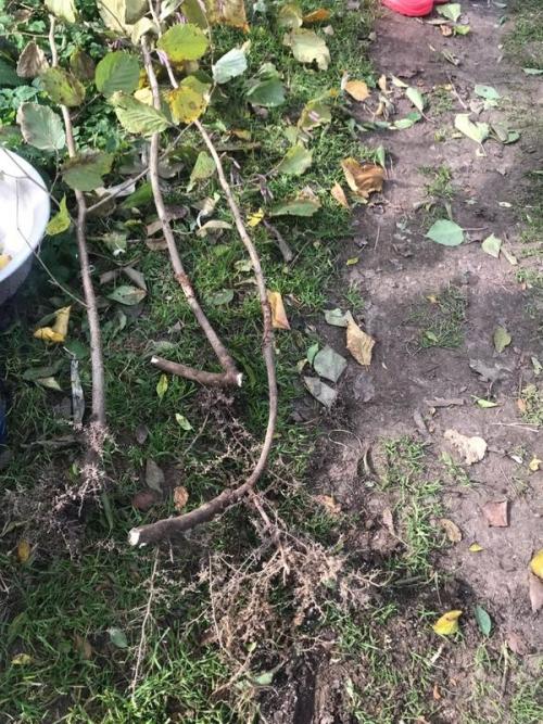 Таблица: Удобрения для ореха и фундука