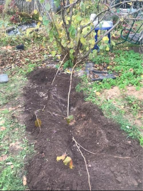 Таблица: Удобрения для ореха и фундука