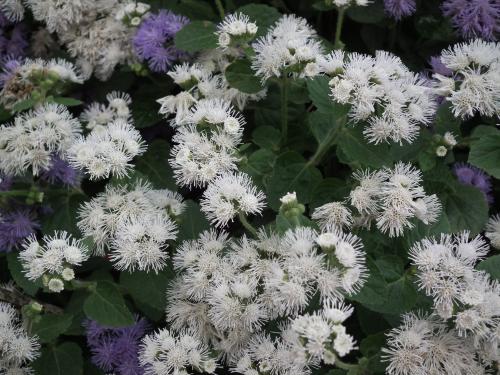 Агератум посадка в грунт и уход за садовым цветком. Подготовка посадочного материала и размножение 05 Агератум посадка в грунт и уход за садовым цветком. Подготовка посадочного материала и размножение 05