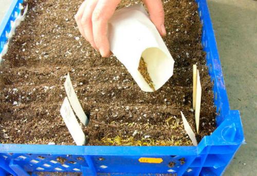 Агератум посадка в грунт и уход за садовым цветком. Подготовка посадочного материала и размножение