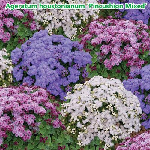 Агератум посадка в грунт и уход за садовым цветком. Подготовка посадочного материала и размножение 01 Агератум посадка в грунт и уход за садовым цветком. Подготовка посадочного материала и размножение 01