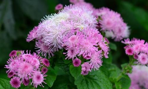 Выращивание рассады мексиканского агератума. Выращивание из семян рассадой 06