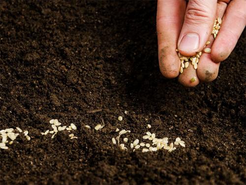 Агератум посадка в грунт и уход за садовым цветком. Подготовка посадочного материала и размножение 10 Агератум посадка в грунт и уход за садовым цветком. Подготовка посадочного материала и размножение 10