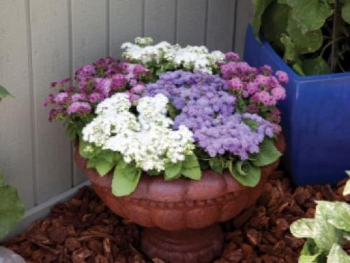 Выращивание рассады мексиканского агератума. Выращивание из семян рассадой 09