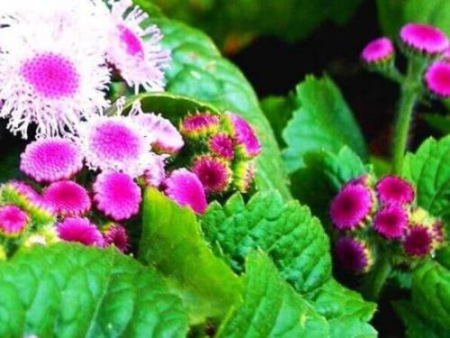 Агератум посадка в грунт и уход за садовым цветком. Подготовка посадочного материала и размножение 17 Агератум посадка в грунт и уход за садовым цветком. Подготовка посадочного материала и размножение 17