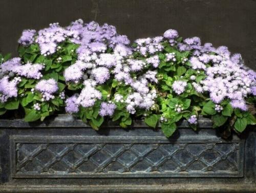 Агератум посадка в грунт и уход за садовым цветком. Подготовка посадочного материала и размножение 18 Агератум посадка в грунт и уход за садовым цветком. Подготовка посадочного материала и размножение 18