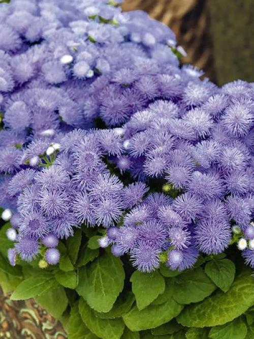 Выращивание рассады мексиканского агератума. Выращивание из семян рассадой 01