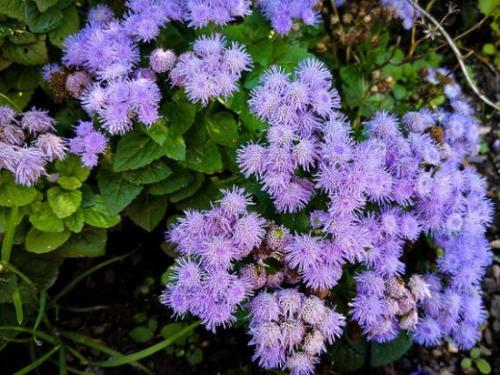 Агератум посадка в грунт и уход за садовым цветком. Подготовка посадочного материала и размножение 20 Агератум посадка в грунт и уход за садовым цветком. Подготовка посадочного материала и размножение 20