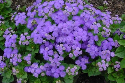 Как выглядят семена агератума. Как вырастить рассаду агератума, когда сажать семена