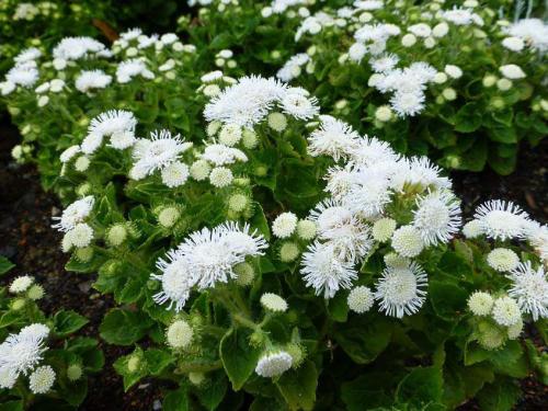 Агератум посадка в грунт и уход за садовым цветком. Подготовка посадочного материала и размножение 07 Агератум посадка в грунт и уход за садовым цветком. Подготовка посадочного материала и размножение 07